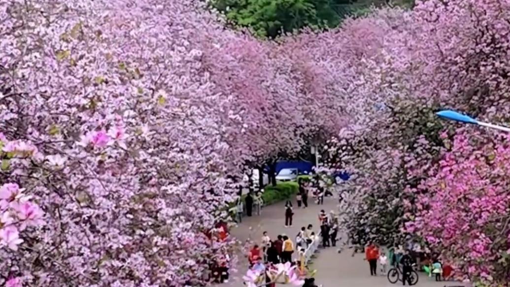 美到犯规！柳州“限定款”粉色花墙上线