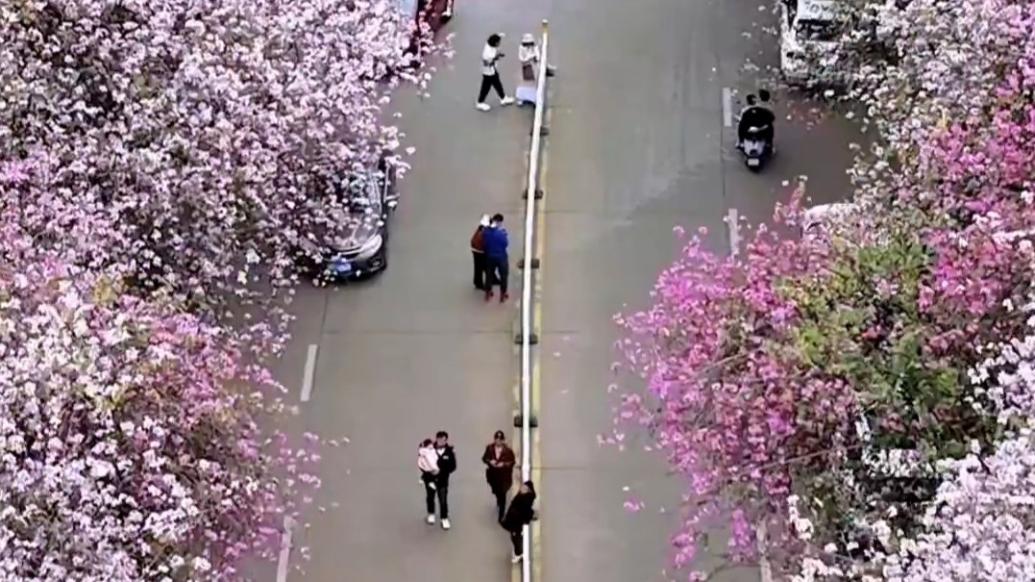 广西柳州紫荆花开簇簇娇媚，行人往来有如置身画中