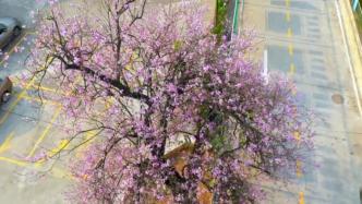 “耄耋”之年芳华依旧，柳州“高龄”紫荆盛放满树繁花