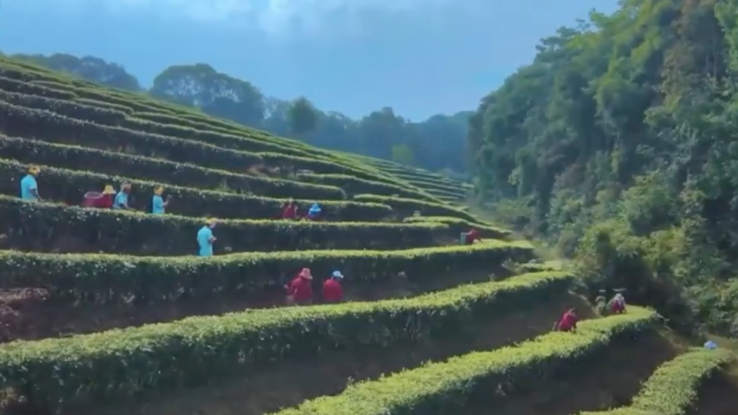 春暖茶香，茶园茶农采茶忙