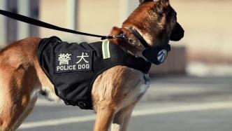 15只警犬被評為首批“功勛犬”