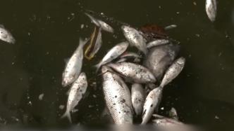 珠江边现大量死鱼，水产专家表示与天气有关