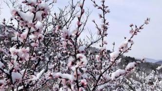 陕西靖边：三月桃花雪，春花别样红