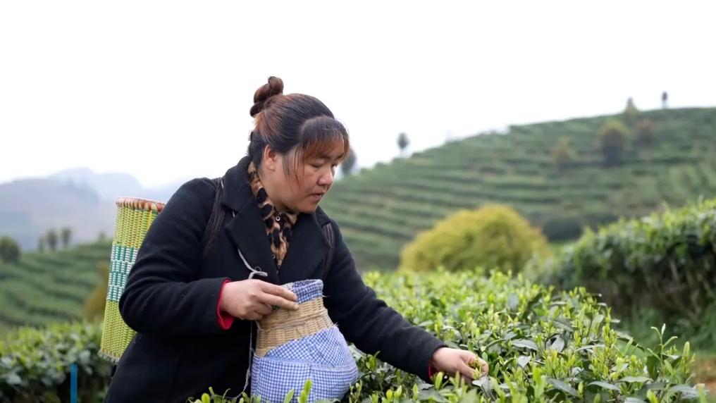 贵州：明前茶采摘忙