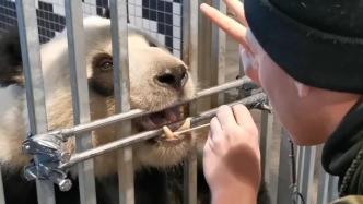 大熊猫“约会”不顺？丹麦哥本哈根动物园又出新招