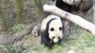大熊猫约会“不灵”？哥本哈根动物园又出新招