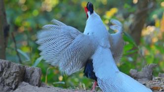 雄性“白凤凰”在繁殖季表演求偶“舞蹈”