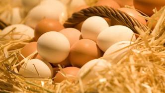 蛋价高企是产蛋鸡不足吗？媒体：主因是饲料成本过高