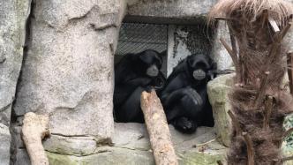 上海动物园一对“新人”喜结连理，游客纷纷送上祝福