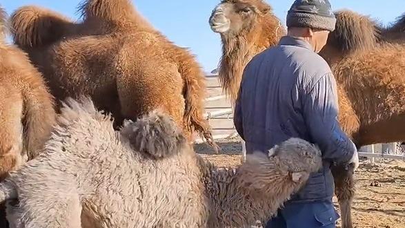 巴彦淖尔一小骆驼超黏主人，网友：谁还不是个宝宝？