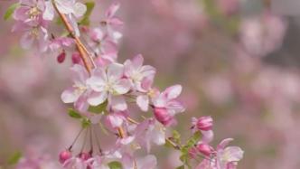 江苏盐城海棠盛放，明媚春风与斑斓花色共绘春日画卷