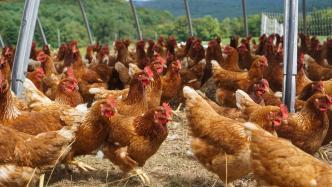 男子为报复用手电筒照射鸡群致1100多只鸡死亡，法院判了