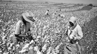 从花朵变成商品——棉花的全球小史
