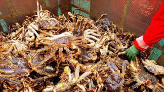 俄籍漁船載152噸帝王蟹抵達，今年橫沙漁港入境帝王蟹已超去年全年