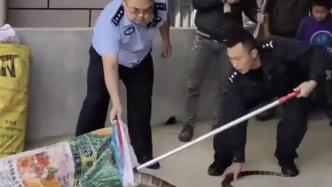 云南红河：2米长眼镜王蛇擅闯民宅，民警用捕蛇器制服
