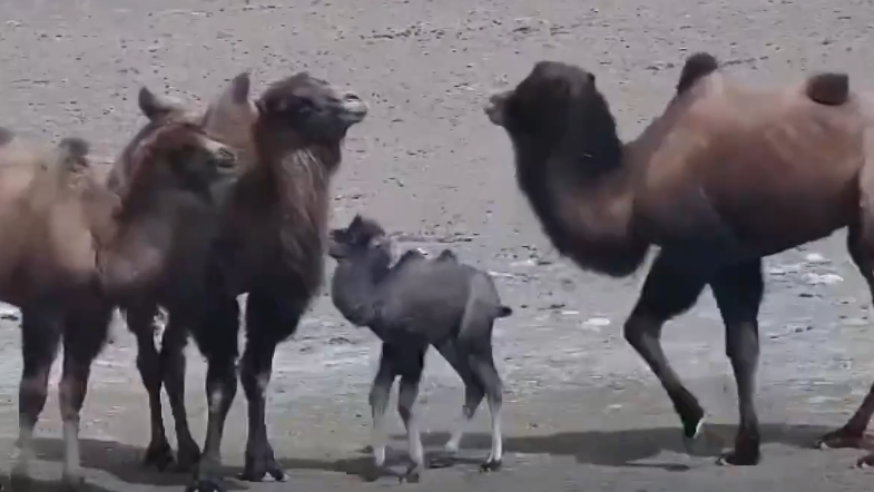 野骆驼一家出没，神秘野骆驼宝宝现身甘肃