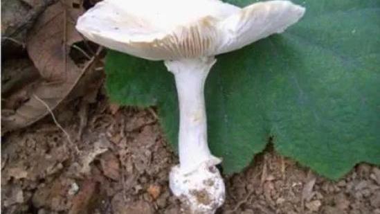 警惕！深圳嶂背郊野公园发现蘑菇界“毒王”