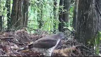宜昌三峡大老岭自然保护区首次监测到凤头鹰在地面觅食