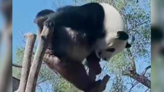大熊猫萌兰再现经典一字马，网友：这是真的“功夫熊猫”