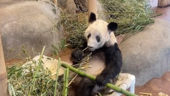 孟菲斯动物园：“丫丫”离开令人难过，但它留下的一切都让我们感到自豪