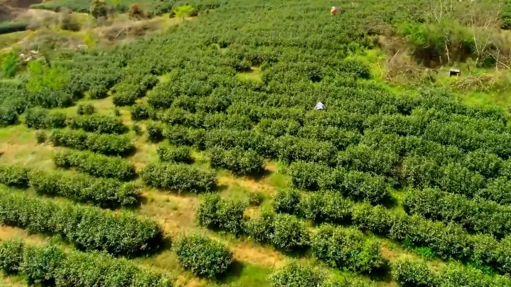 河南春日收獲忙