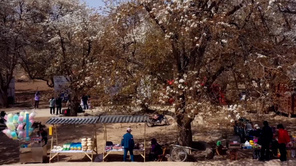 来黄河古村落，赴一场梨花之约