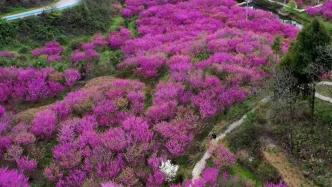 貴州岑鞏：紫荊花開，春風拂面