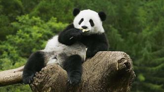 上海拟送新的大熊猫？台北市长蒋万安：有初步结论会向外宣布