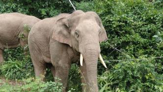 全国首例大象公益诉讼开庭：环保组织诉西双版纳野象谷景区虐待动物