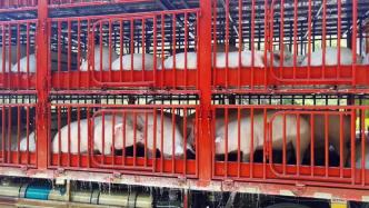 多地采取措施防范非洲猪瘟，部分地区严禁从省外违规调运生猪