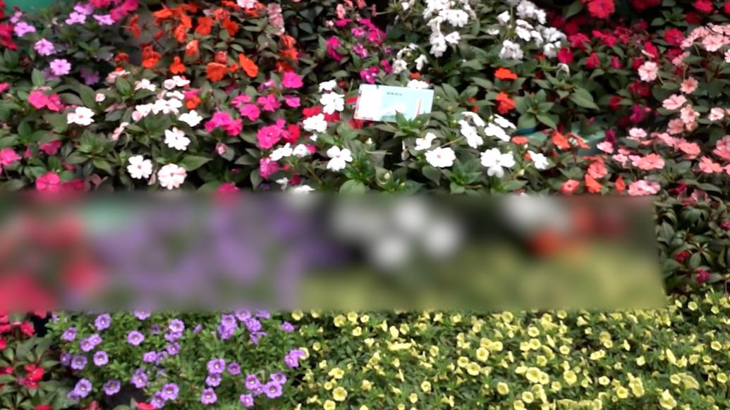 广州首发26个全球新品种花卉_@所有人_澎湃新闻-The Paper