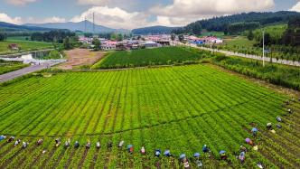 黑龙江饶河调研报告：种粮收入与种植瓜果、蔬菜比起来少得多