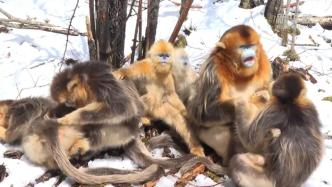 湖北神农架金丝猴群新增4只幼崽