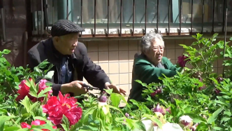 老伴喜欢花，老人去300公里外买回50株牡丹为她打造花园