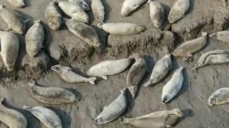 高“萌”来袭！数百只斑海豹带娃享受日光浴