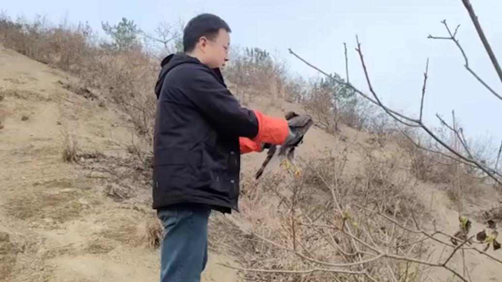 保康警民携手救助国家二级保护动物苍鹰