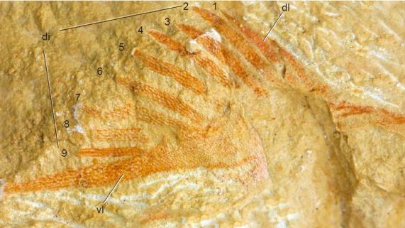 “九尾狐甲鱼”被发现了，4.1亿年前这种鱼为何游得快？