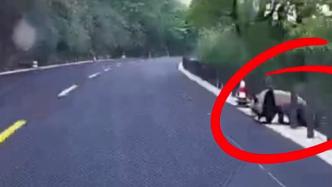 網友四川大邑縣路旁偶遇大熊貓