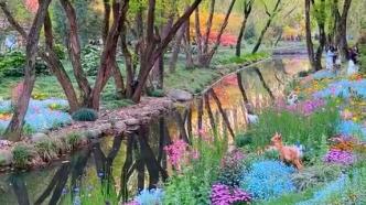 上海的现实版莫奈花园：共青森林公园也太好看了