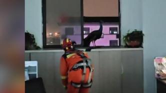 员工宿舍飞来一只孔雀，消防员斗智斗勇捕获