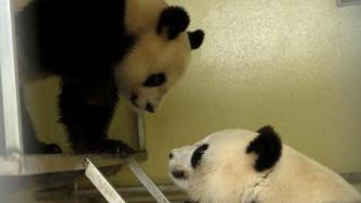 旅法中国大熊猫“欢欢”和“圆仔”的租期将延长至2027年