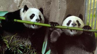 图说｜租期延长，大熊猫“欢欢”和“圆仔”一家子的旅法时光
