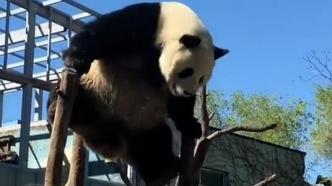 “功夫熊猫”来了！大熊猫萌兰再现绝活“空中一字马”