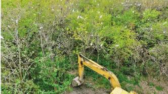 杭州一林地复耕时发现上千只鹭鸟栖息：停工两个月等小鸟长大