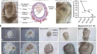 科学家首次从猴子干细胞中创造出胚胎样结构