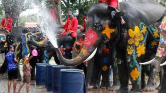 直播录像丨泰国泼水节欢乐回归！来和大象在水花中“对战”玩水