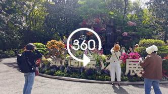 VR视频｜上海（国际）花展拉开序幕，植物园邀你共赏春色