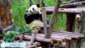 科普读物《大熊猫之路》发布：走进大熊猫的前世今生