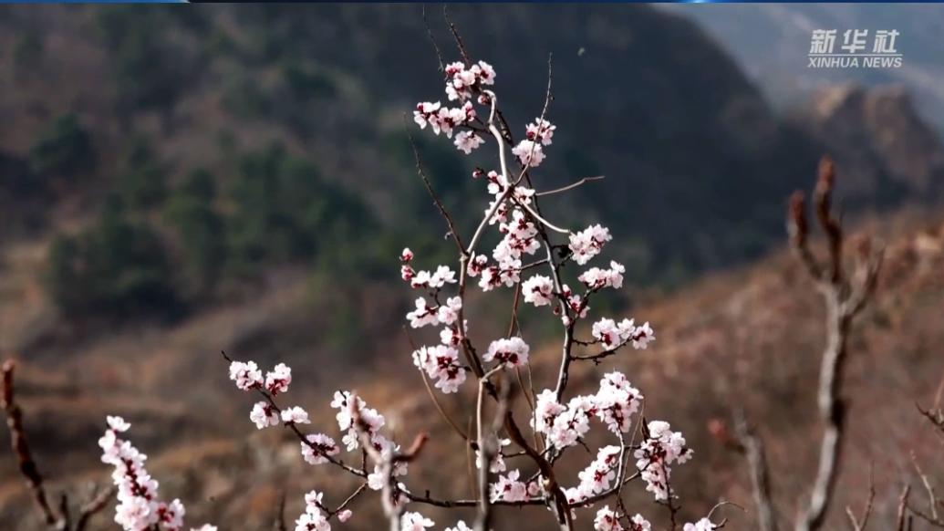 河北迁西：春到长城山花烂漫