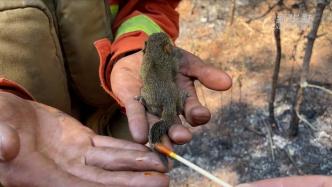 云南森林消防员灭火后救下受伤小松鼠